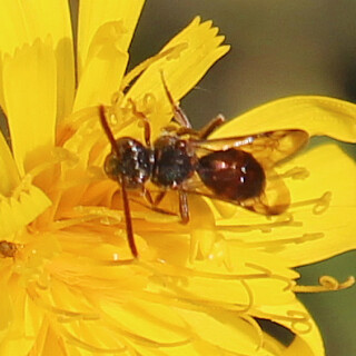 wespenbiene-nomada-conjungens-beim-blutenbesuch-17515.jpeg