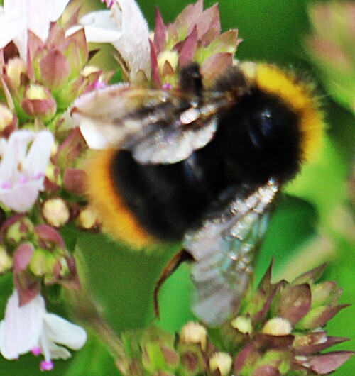 wiesenhummel-bombus-pratorum-l-1761-19167.jpeg