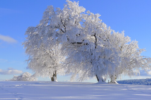 wintertraum-15996.jpeg