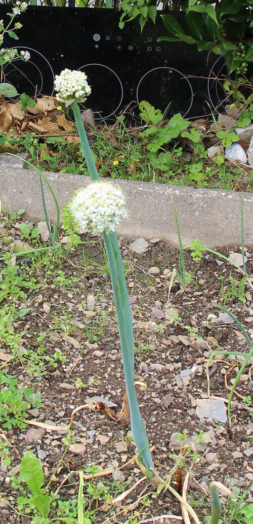 winterzwiebel-allium-fistulosum-l-17694.jpeg