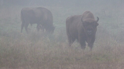 wisente-im-nebel-8868.jpeg