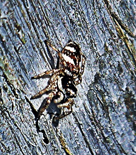 Eine ziemlich bekannte Spinnenart, die ihre Beute durch einen überraschenden Sprung zu überwältigen versucht.
https://de.wikipedia.org/wiki/Zebraspringspinne

Aufnameort: Eiershausen Pfosten eines Geländers
Kamera: Canon EOS 1300D