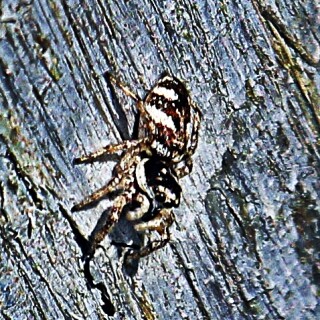 zebraspringspinne-salticus-scenicus-clerck-1757-19689.jpeg