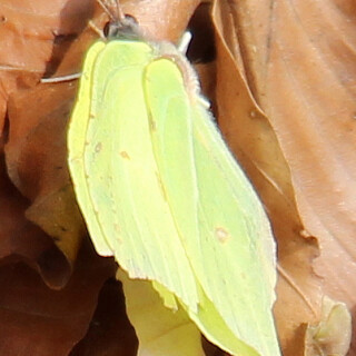 zitronenfalter-gonepteryx-rham-16661.jpeg