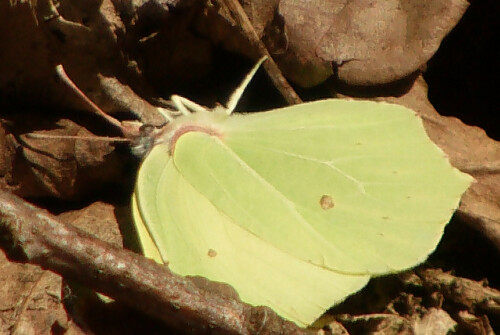 zitronenfalter-gonepteryx-rhamni-l-1758-10842.jpeg