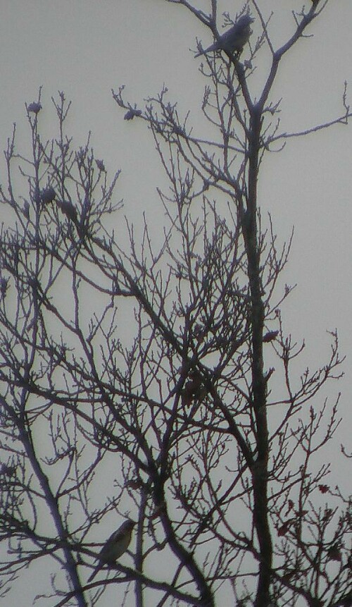 zwei-wacholderdrosseln-turdus--15947.jpeg